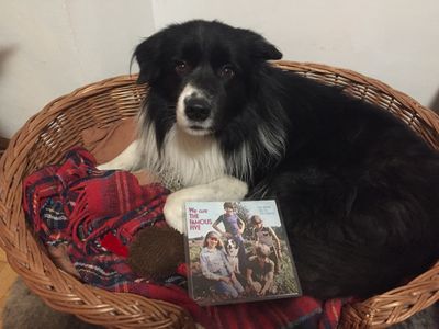 Border Collie Chaplin präsentier die LP